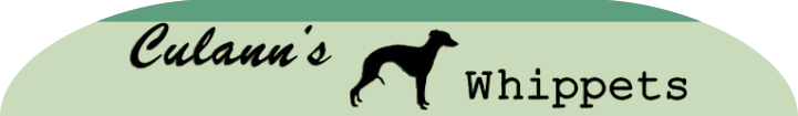 Culann's Whippet Culann's Whippet