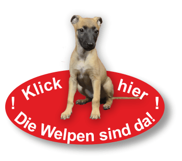 Die Welpen sind da