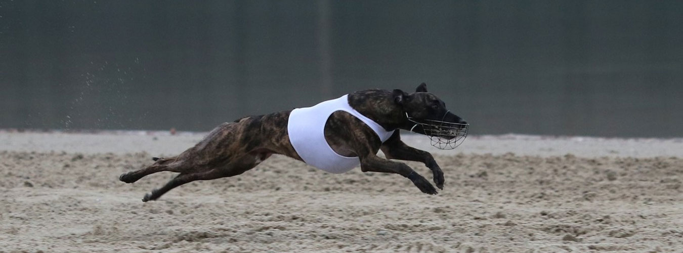 Culann's Whippets Culann's Whippets