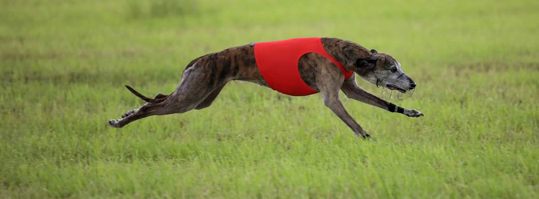 Culann's Whippets Culann's Whippets