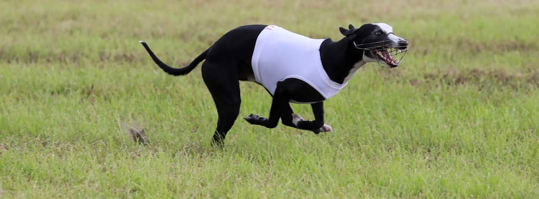 Culann's Whippets Culann's Whippets