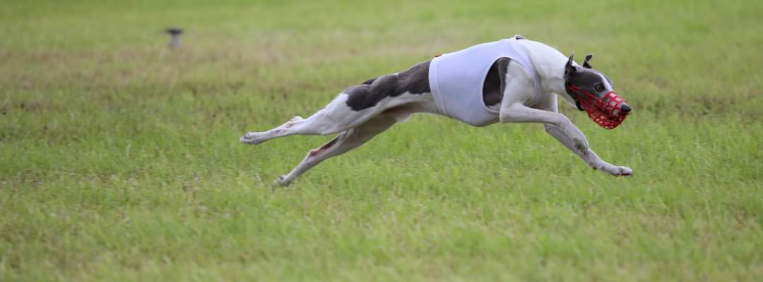 Culann's Whippets Culann's Whippets