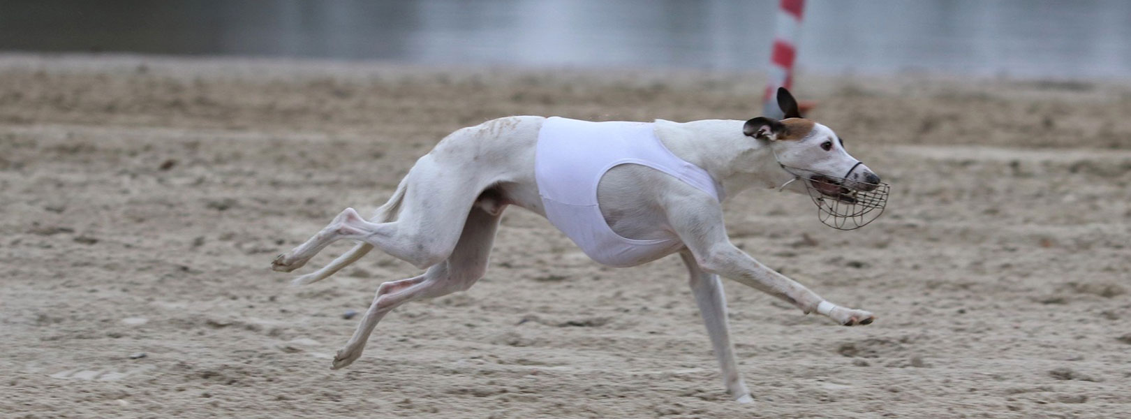 Culann's Whippets Culann's Whippets